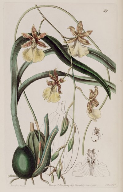 Oncidium graminifolium door Miss Drake